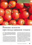 Важные аспекты при возделывании томата